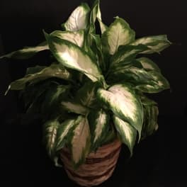 Glorious Dieffenbachia