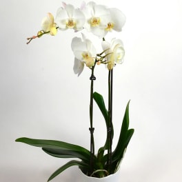 White orchid plant with arching blooms in a white pot
