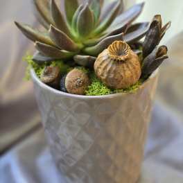 Succulent in a textured silver pot with dried seed pods and moss