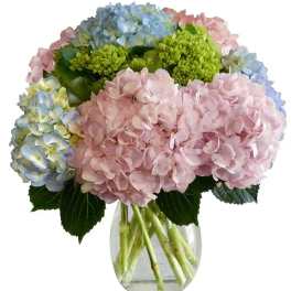 Pink and blue hydrangea bouquet in a clear glass vase