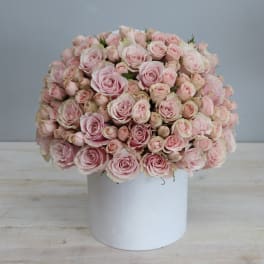 Dome of light pink roses arranged tightly in a white cylindrical box container.