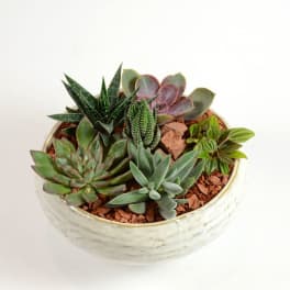 Succulent arrangement in a white ceramic bowl
