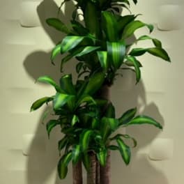 Potted dracaena plant with glossy green leaves in a white container