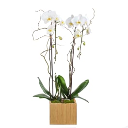 Two Stem Orchid Planter by BloomNation™