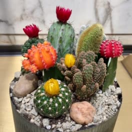 Potted cactus arrangement with colorful blooms and decorative stones