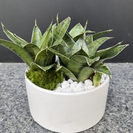 Sainsevieria plant collection