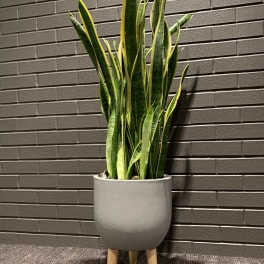 Tall snake plant in a gray planter with wooden legs