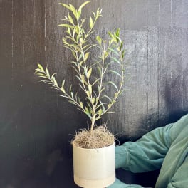Small potted plant with slender green branches in a white container