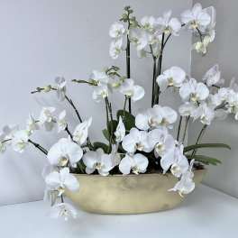 White orchids arranged in a shallow gold bowl