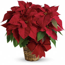 Red Poinsettia