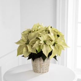 The FTD® White Poinsettia Basket (Small)