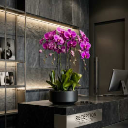 Purple orchids in a black pot on a reception desk