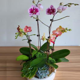Potted orchids with pink and yellow blooms in a white bowl planter