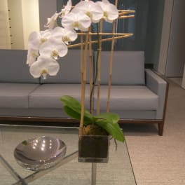 White orchid plant in a square glass pot with bamboo stakes