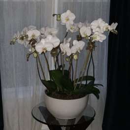 White orchid plant in a white bowl planter on a glass table