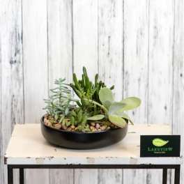 Succulent arrangement in a black bowl planter on a table
