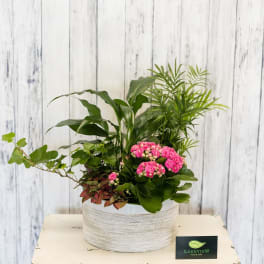 Potted plant arrangement with pink flowers in a white container