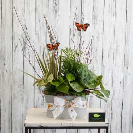 Potted green plant arrangement with butterfly picks in a gray container