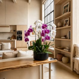Potted orchids with white and purple blooms in a black container