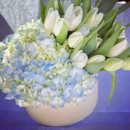 White tulips and pale blue hydrangeas in a round vase