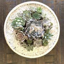 Round succulent arrangement in a shallow white bowl with white pebbles