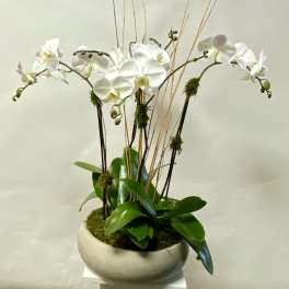 White orchids arranged in a round ceramic planter