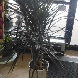 Tall potted dracaena plant with long dark leaves
