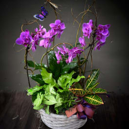 Purple orchids in a white basket with green foliage and a ribbon bow