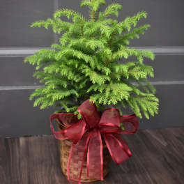 Potted evergreen plant in a wicker basket with a red ribbon