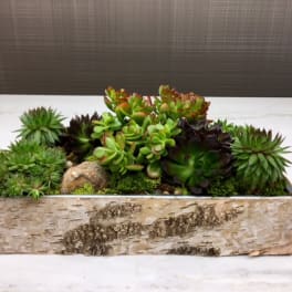 Rectangular planter filled with assorted succulents and moss