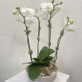 White orchid plant in a speckled bowl planter