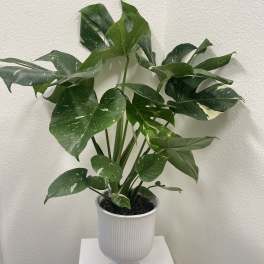 Potted variegated monstera plant in a white pedestal planter