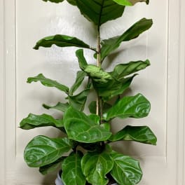 Fig