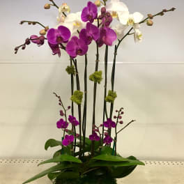 Purple and White Orchids