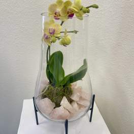 Yellow orchid in a clear glass vase with pink stones