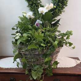 Basket planter with white orchids and trailing green foliage