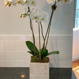 White orchid plant in a square planter