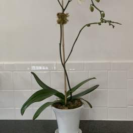 White orchid plant in a white pot with a saucer