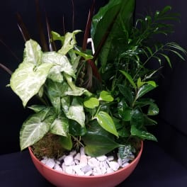 Large Dish Garden