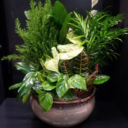 Mixed green potted plant arrangement in a round ceramic bowl with white blooms