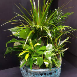 Mixed green houseplants in a blue ceramic planter