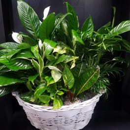 White basket of assorted green houseplants with a few white blooms