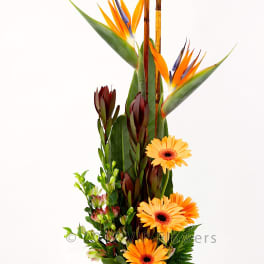 Tall tropical bouquet with orange bird of paradise and gerbera daisies in a white vase