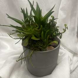 Potted succulent arrangement in a gray container