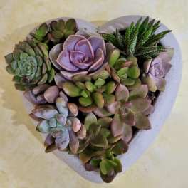 Heart-shaped planter filled with assorted succulents in green, purple, and pink tones