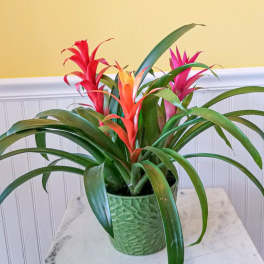 Potted bromeliad plant with red, orange, and pink blooms
