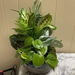 Mixed green houseplant arrangement in a gray bowl planter