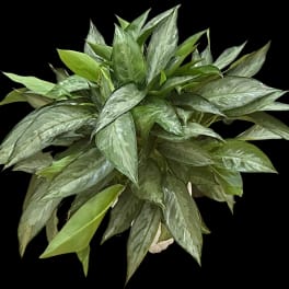 Dense green potted plant with variegated pointed leaves