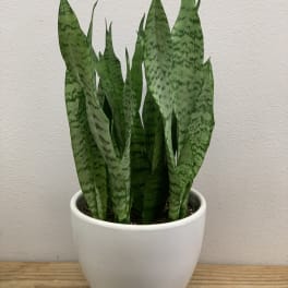 Potted snake plant with tall green patterned leaves in a white planter