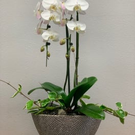 White orchids in a textured silver planter with trailing greenery